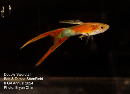 guppy swordtail double